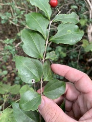 Strychnos psilosperma