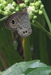 Ypthima baldus newboldi