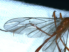 Dicamptus fuscicornis