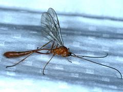 Dicamptus fuscicornis