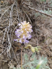 Orobanche cernua