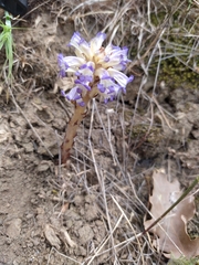 Orobanche cernua