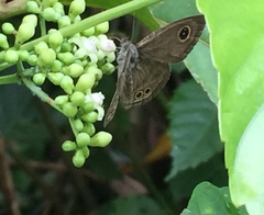 Ypthima baldus newboldi