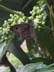 Ypthima baldus newboldi