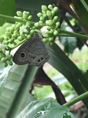 Ypthima baldus newboldi