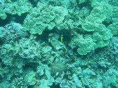 Forcipiger