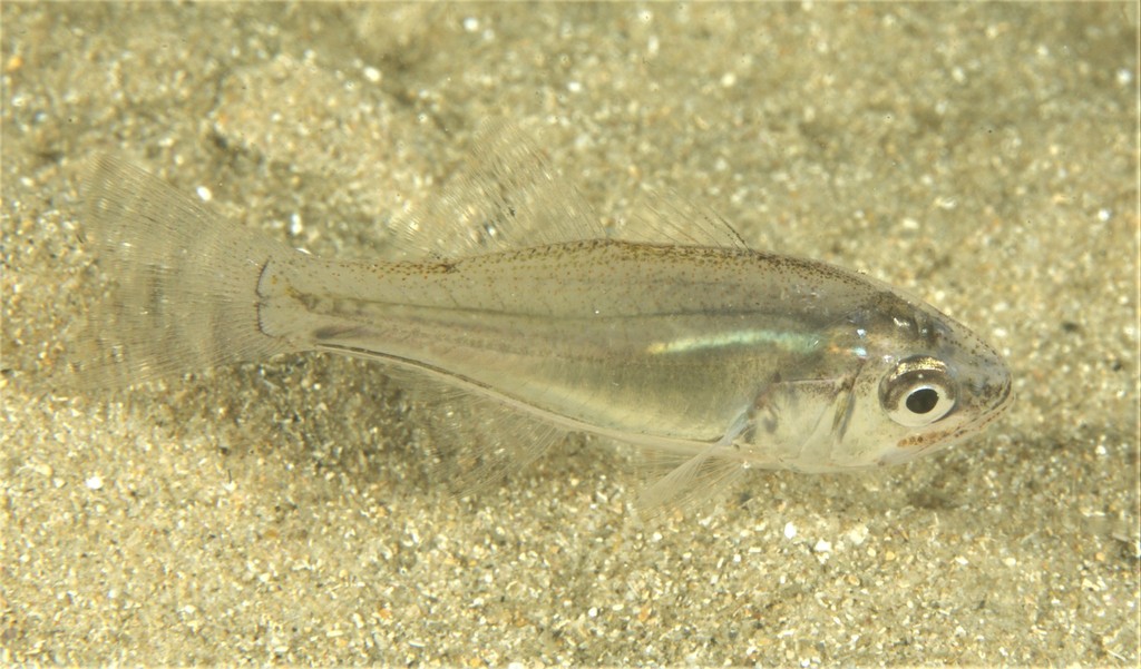 Pink-Breasted Siphon-Fish