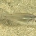 Pinkbreast Siphonfish - Photo (c) John Sear, some rights reserved (CC BY-NC), uploaded by John Sear