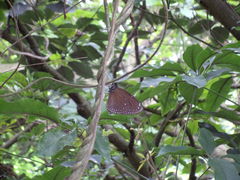 Euploea tulliolus koxinga