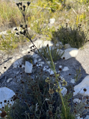 Image of Limestone Finkel (Anginon pumilum) by (c) Charleen Brunke, some rights reserved (CC BY)