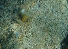 Padina pavonica