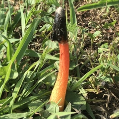 Phallus rubicundus