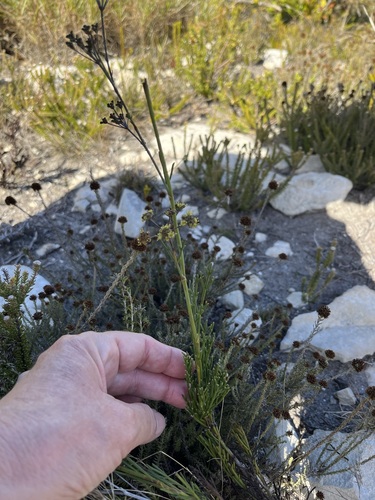 Limestone Finkel (Anginon pumilum)