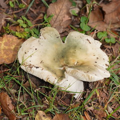 Russula iterika