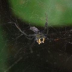 Cyrtophora cylindroides