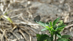 Pseudozizeeria maha okinawana