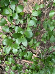Planchonella cotinifolia