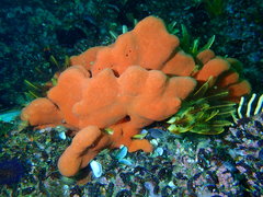 Clathria dayi