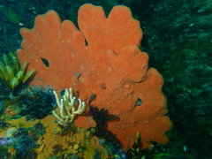Clathria dayi