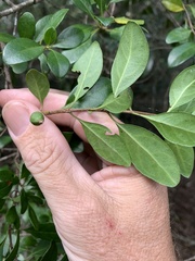 Planchonella cotinifolia