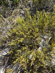 Indigofera sp11