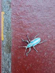 Compsus viridivittatus