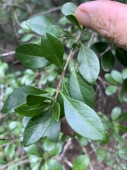 Planchonella cotinifolia