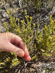 Indigofera sp11