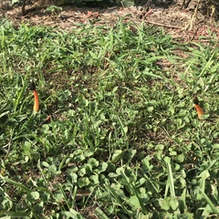 Phallus rubicundus