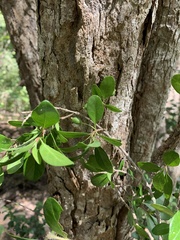 Planchonella cotinifolia