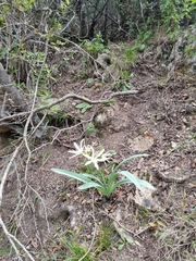 Pancratium illyricum