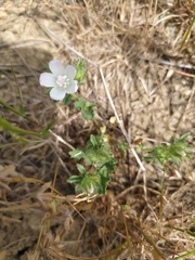 Malva setigera