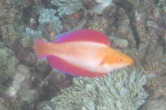 Cirrhilabrus rubripinnis