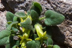 Salpichroa hirsuta