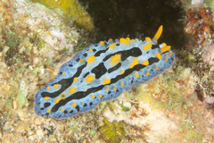 Phyllidia coelestis