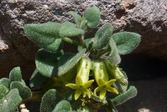 Salpichroa hirsuta