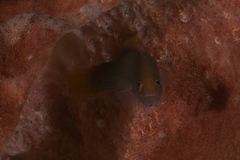 Pseudochromis fuscus