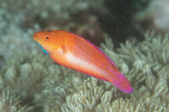 Cirrhilabrus rubripinnis