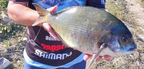 Bronze bream (Pachymetopon grande) — Sparidae — 2