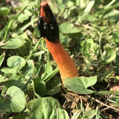 Phallus rubicundus