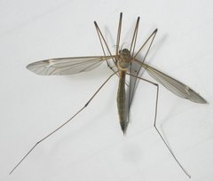 Tipula selene