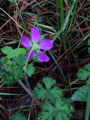 Geranium goldmanii