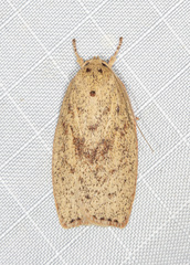 Euchaetis cryptorrhoda