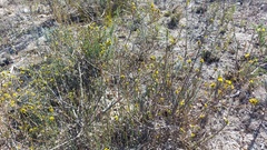 Marasmodes dummeri