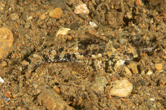 Callionymidae