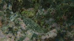 Istiblennius edentulus