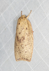 Euchaetis cryptorrhoda