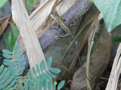 Calotes versicolor
