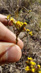 Marasmodes dummeri