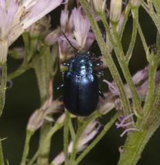 Oreina cacaliae